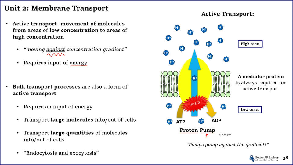 L4- Membrane Transport (Free)